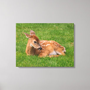 Cutest Baby djur   Little Fawn Canvastryck
