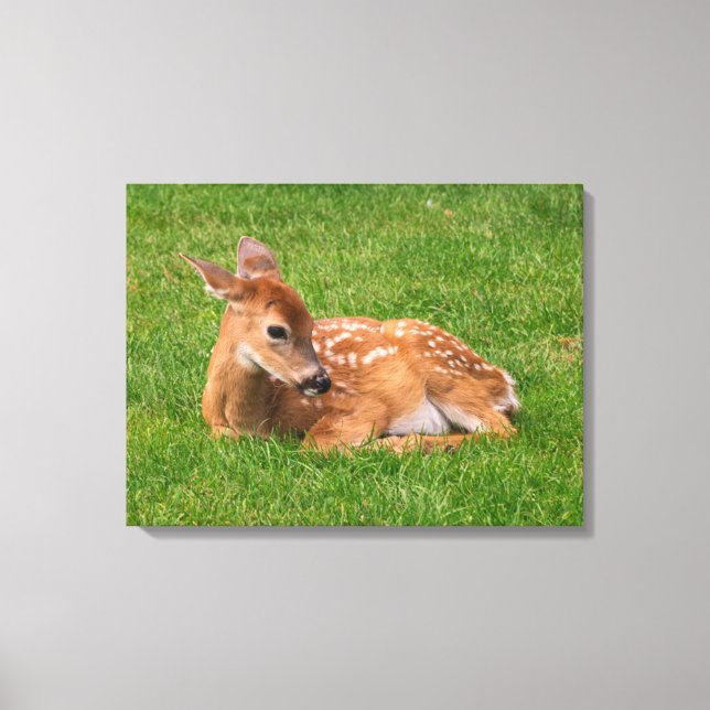 Cutest Baby djur | Little Fawn Canvastryck (Framsida)