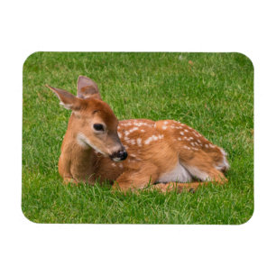 Cutest Baby djur   Little Fawn Magnet