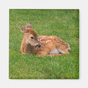 Cutest Baby djur   Little Fawn Magnet