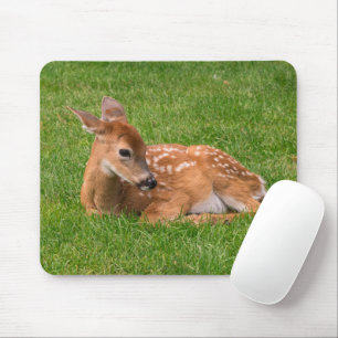 Cutest Baby djur   Little Fawn Musmatta