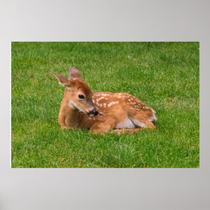 Cutest Baby djur   Little Fawn Poster