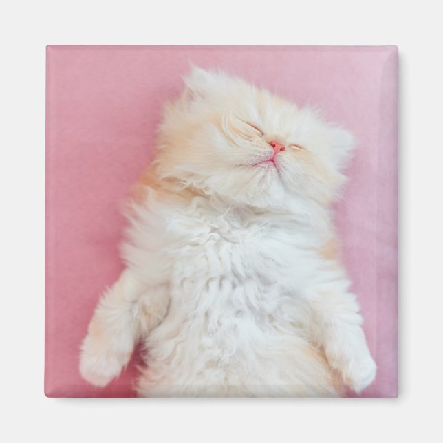 Cutest Baby djur | Loful Kitten Sleeping Magnet (Framsidan)