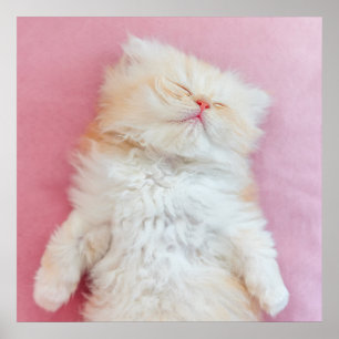 Cutest Baby djur   Loful Kitten Sleeping Poster