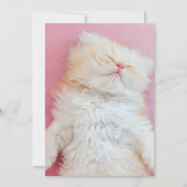 Cutest Baby djur | Loful Kitten Sleeping Tack Kort (Framsida)