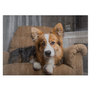Cutest Baby djur Long Hair Corgi Puppy