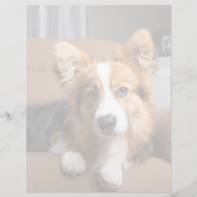 Cutest Baby djur | Long Hair Corgi Puppy (Framsida)