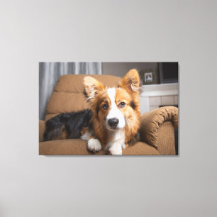 Cutest Baby djur Long Hair Corgi Puppy Canvastryck