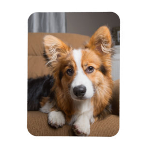 Cutest Baby djur Long Hair Corgi Puppy Magnet
