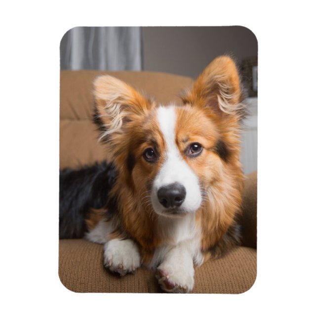 Cutest Baby djur | Long Hair Corgi Puppy Magnet (Vertikal)