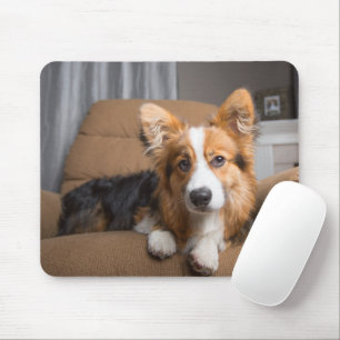 Cutest Baby djur Long Hair Corgi Puppy Musmatta