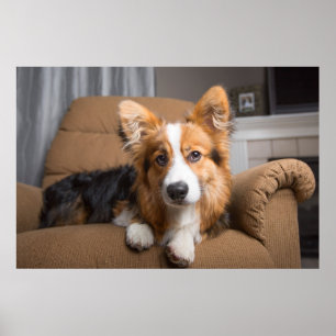 Cutest Baby djur Long Hair Corgi Puppy Poster
