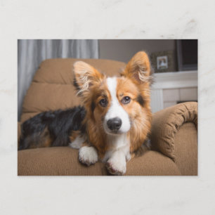 Cutest Baby djur Long Hair Corgi Puppy Vykort