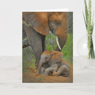 Cutest Baby djur   Mamma Elephant & Baby Kort