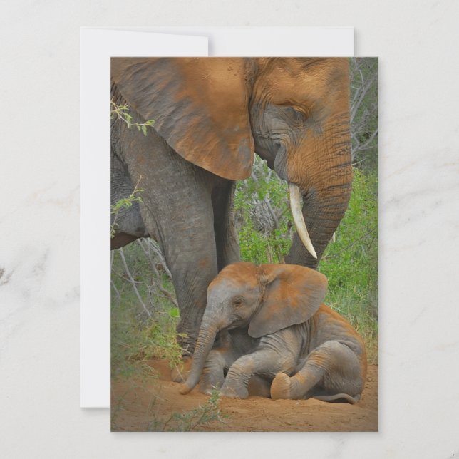 Cutest Baby djur | Mamma Elephant & Baby Tack Kort (Framsida)