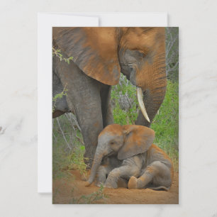 Cutest Baby djur   Mamma Elephant & Baby Tack Kort