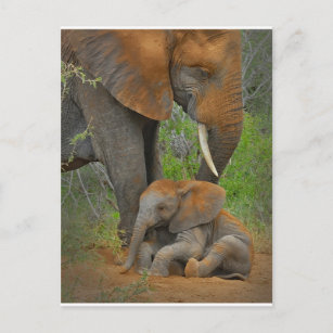 Cutest Baby djur   Mamma Elephant & Baby Vykort