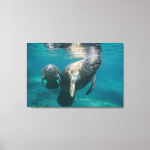 Cutest Baby djur Manatee & Baby Canvastryck