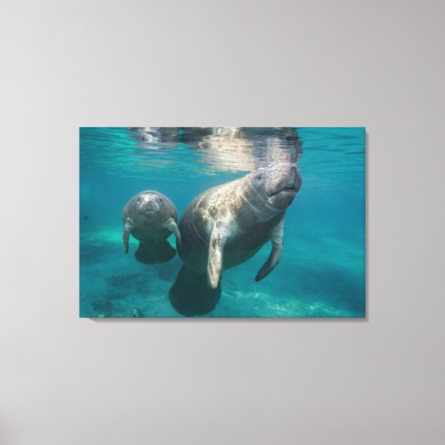Cutest Baby djur | Manatee & Baby Canvastryck (Framsida)