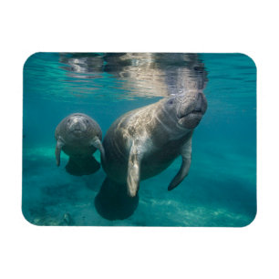 Cutest Baby djur Manatee & Baby Magnet