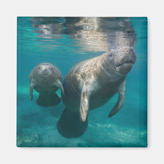 Cutest Baby djur | Manatee & Baby Magnet (Framsidan)