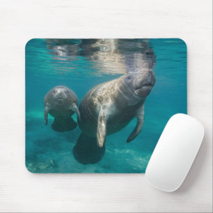 Cutest Baby djur Manatee & Baby Musmatta