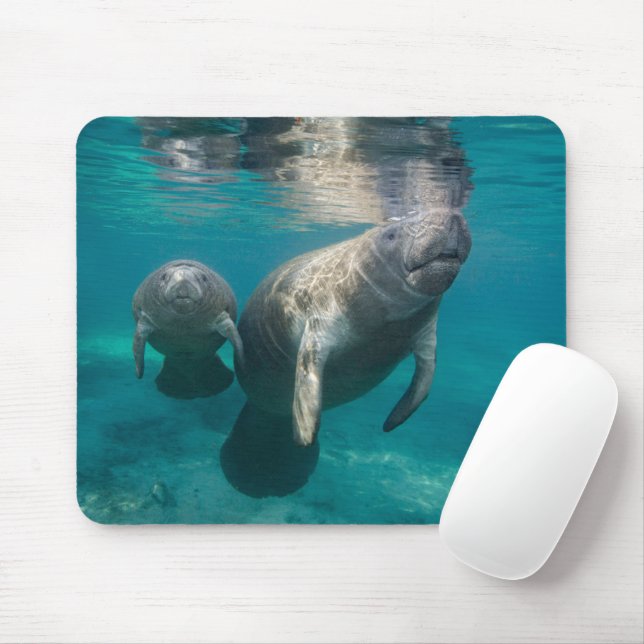 Cutest Baby djur | Manatee & Baby Musmatta (Med mus)