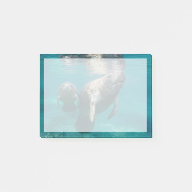 Cutest Baby djur | Manatee & Baby Post-it Block (Framsida)