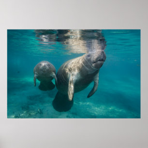 Cutest Baby djur Manatee & Baby Poster