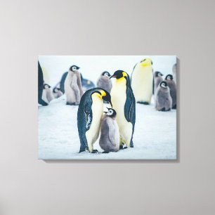 Cutest Baby djur   Matat av Baby Penguin Canvastryck