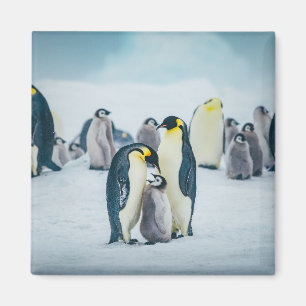 Cutest Baby djur Matat av Baby Penguin Magnet