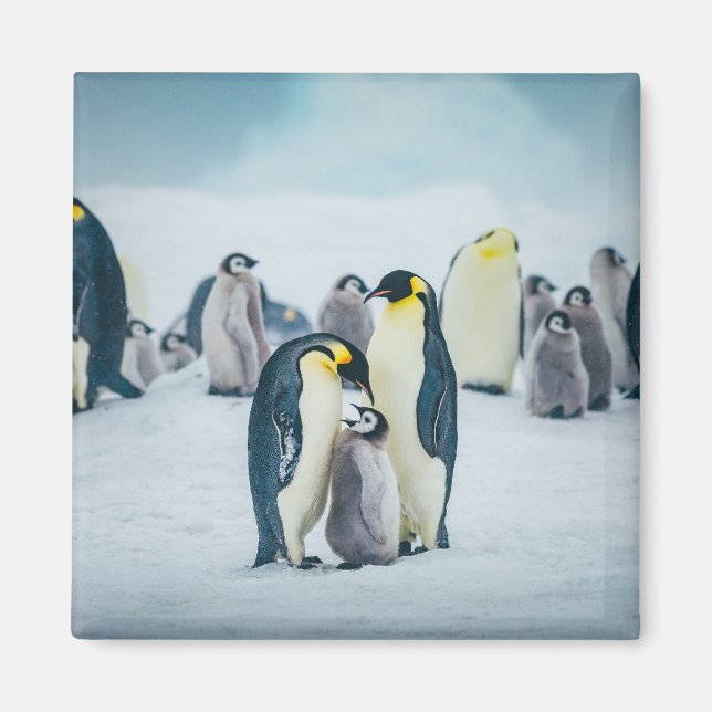 Cutest Baby djur | Matat av Baby Penguin Magnet (Framsidan)