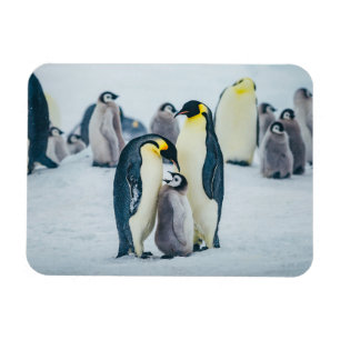 Cutest Baby djur   Matat av Baby Penguin Magnet
