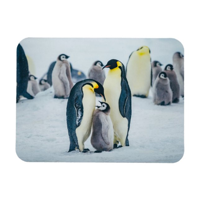 Cutest Baby djur | Matat av Baby Penguin Magnet (Horisontell)