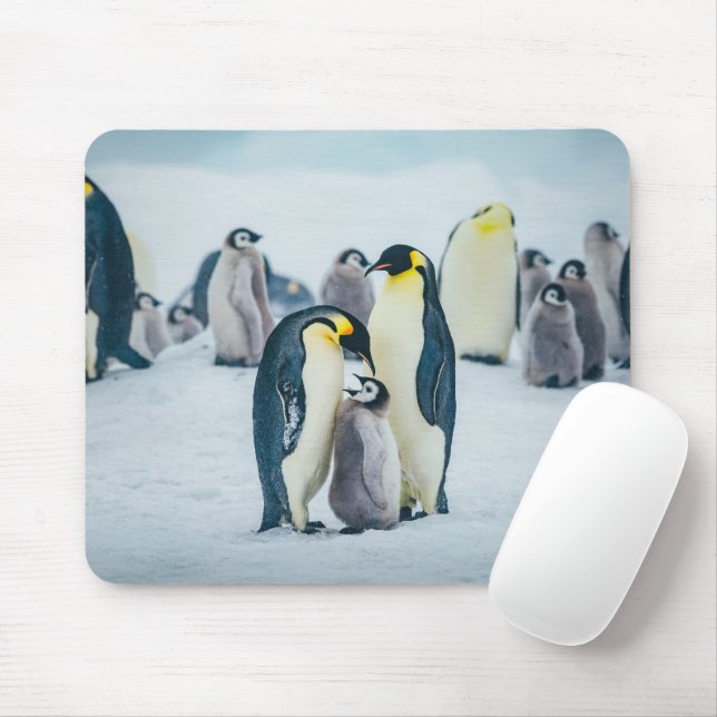 Cutest Baby djur | Matat av Baby Penguin Musmatta (Med mus)