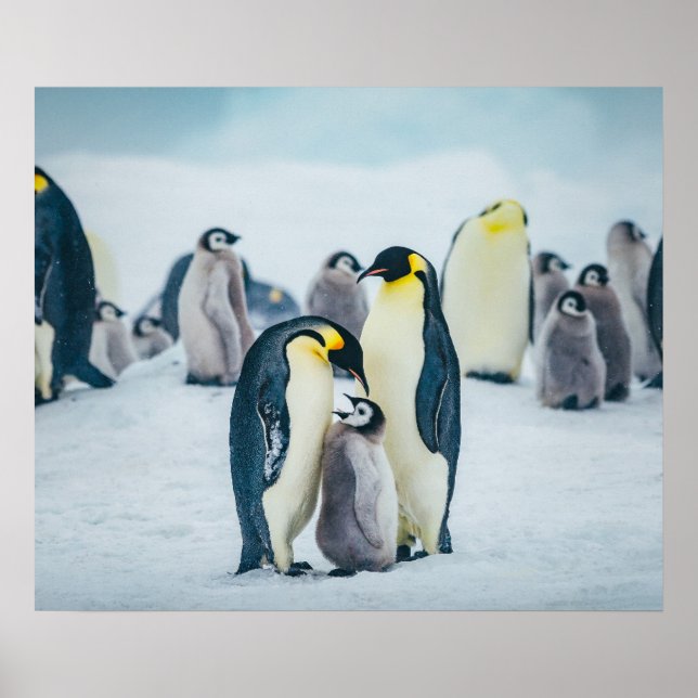 Cutest Baby djur | Matat av Baby Penguin Poster (Framsidan)