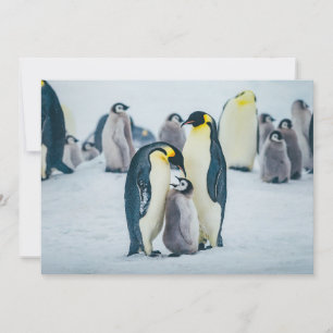 Cutest Baby djur   Matat av Baby Penguin Tack Kort