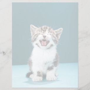 Cutest Baby djur Meading Baby Kitten