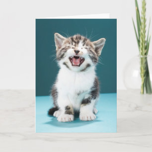 Cutest Baby djur Meading Baby Kitten Kort