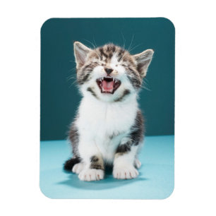 Cutest Baby djur Meading Baby Kitten Magnet