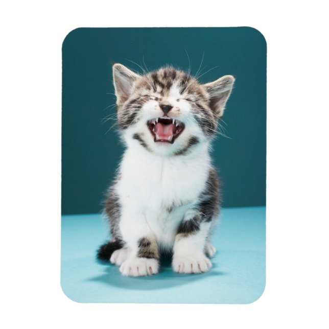 Cutest Baby djur | Meading Baby Kitten Magnet (Vertikal)