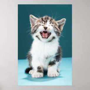 Cutest Baby djur Meading Baby Kitten Poster