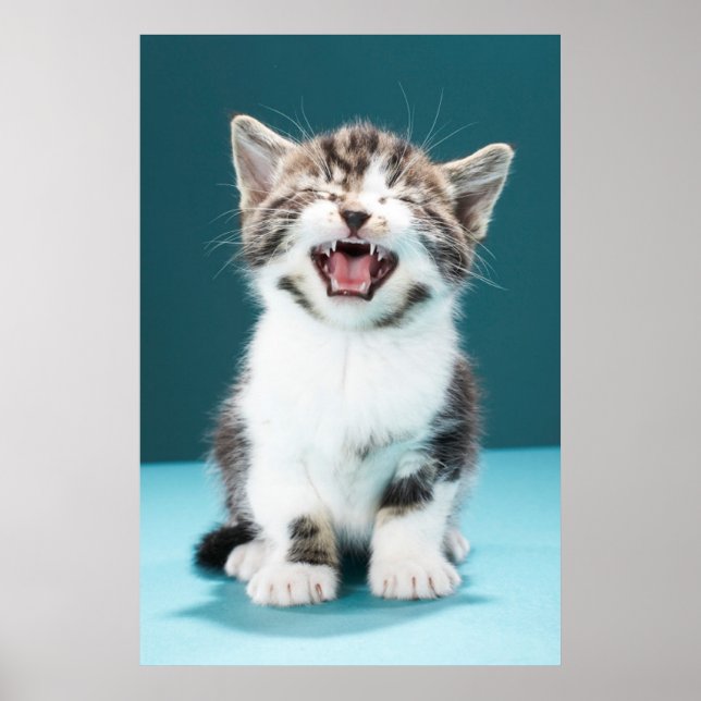 Cutest Baby djur | Meading Baby Kitten Poster (Framsidan)