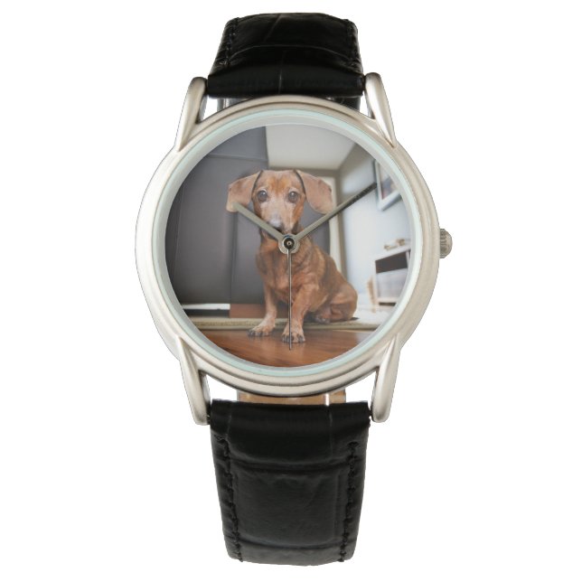 Cutest Baby djur | Mini Dachshund Puppy Armbandsur (Framsida)