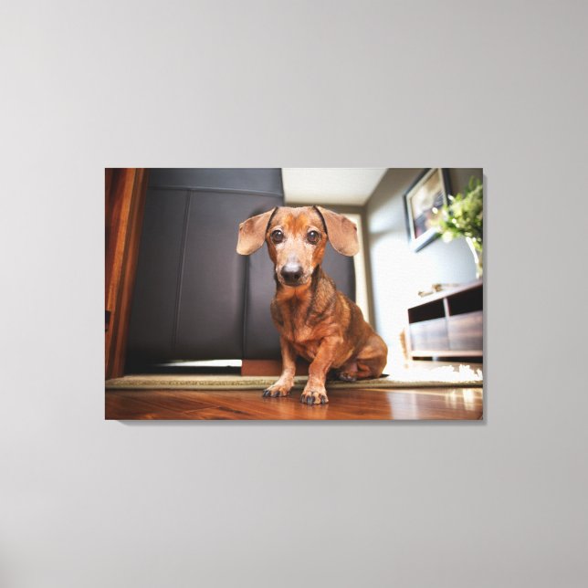 Cutest Baby djur | Mini Dachshund Puppy Canvastryck (Framsida)