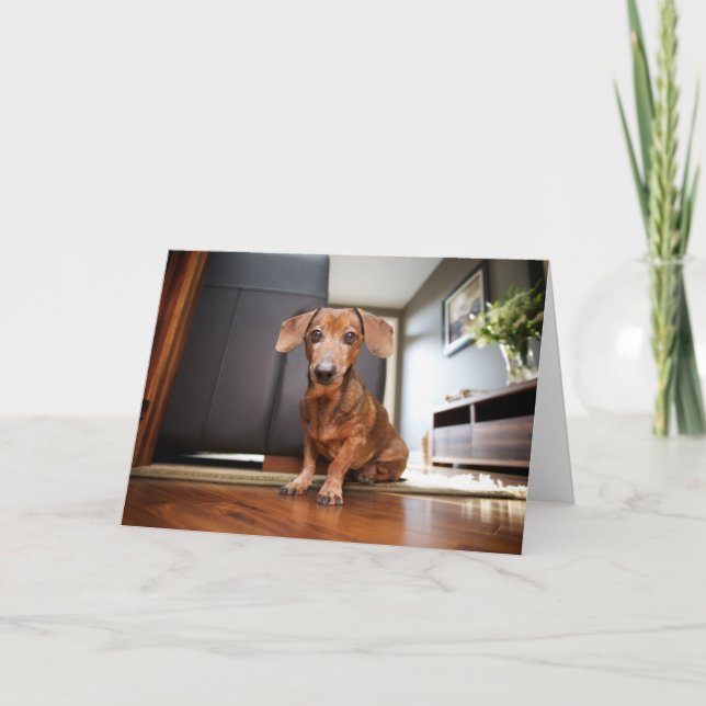 Cutest Baby djur | Mini Dachshund Puppy Kort (Framsida)