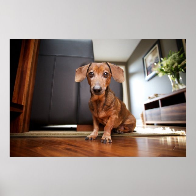 Cutest Baby djur | Mini Dachshund Puppy Poster (Framsidan)