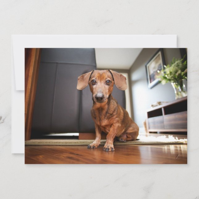 Cutest Baby djur | Mini Dachshund Puppy Tack Kort (Framsida)