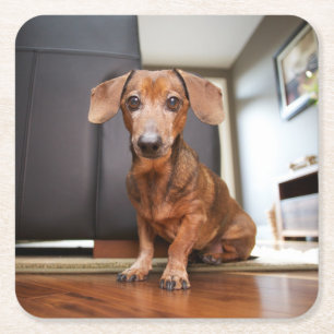 Cutest Baby djur Mini Dachshund Puppy Underlägg Papper Kvadrat