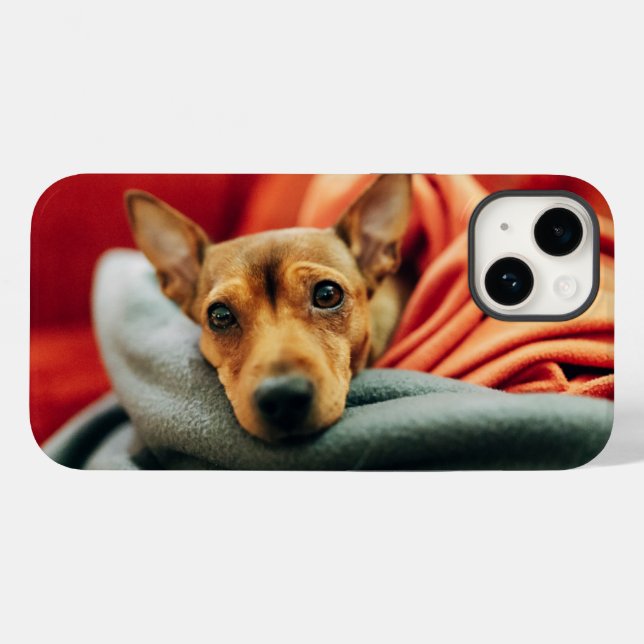 Cutest Baby djur | Miniature Pinscher (Baksida (horisontell))